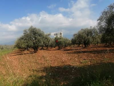 land for sale in aalma zgharta / علما زغرتا no commission