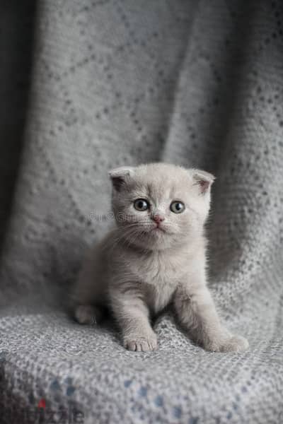 Amazing Pure Scottish Fold Kitten