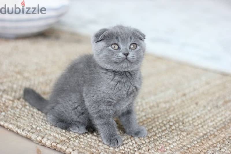 Amazing Pure Scottish Fold Kitten 1