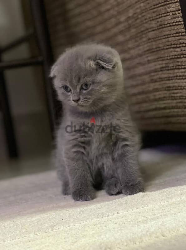 Amazing Pure Scottish Fold Kitten 2