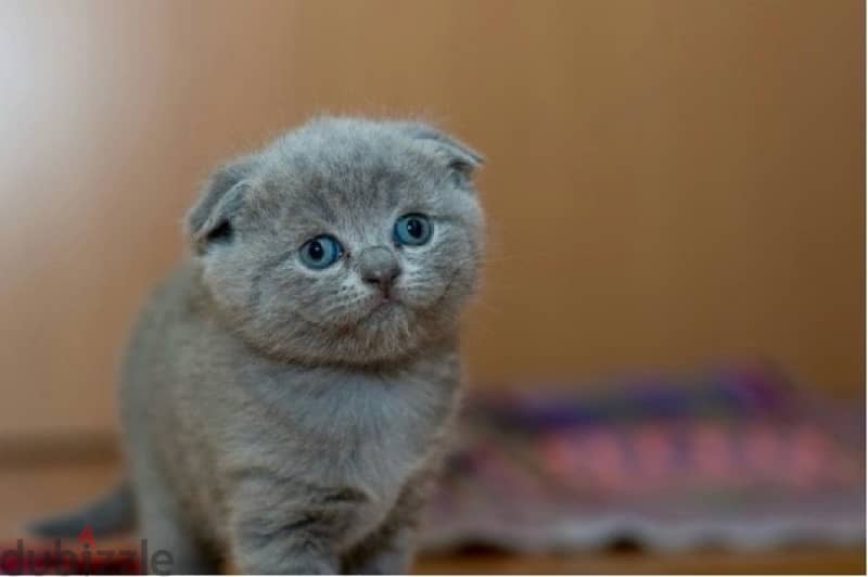 Amazing Pure Scottish Fold Kitten 3