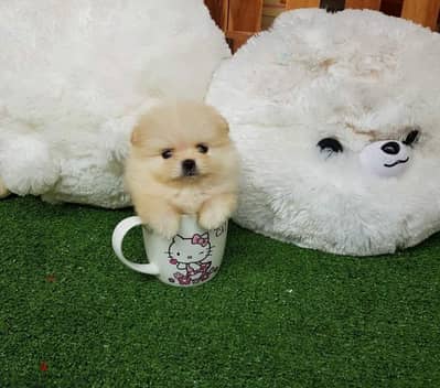 pomeranian teacup toy