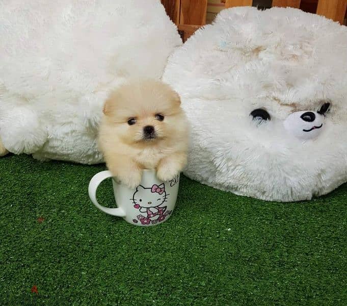 pomeranian teacup toy 0