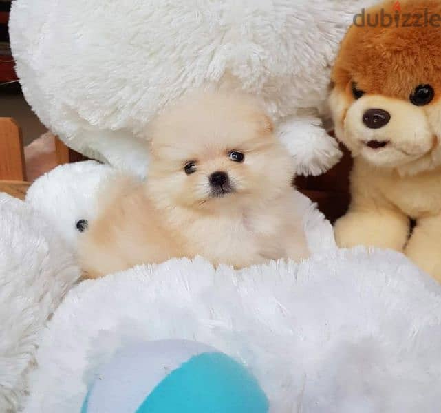 pomeranian teacup toy 1