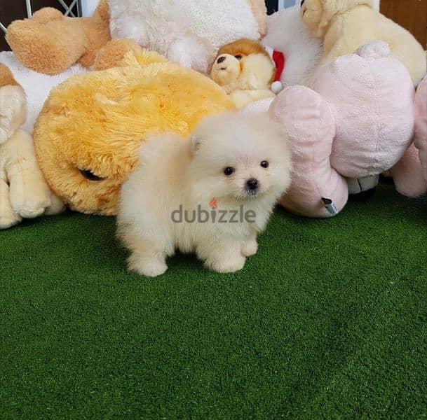 pomeranian teacup toy 3