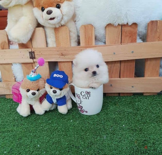 pomeranian teacup toy 6