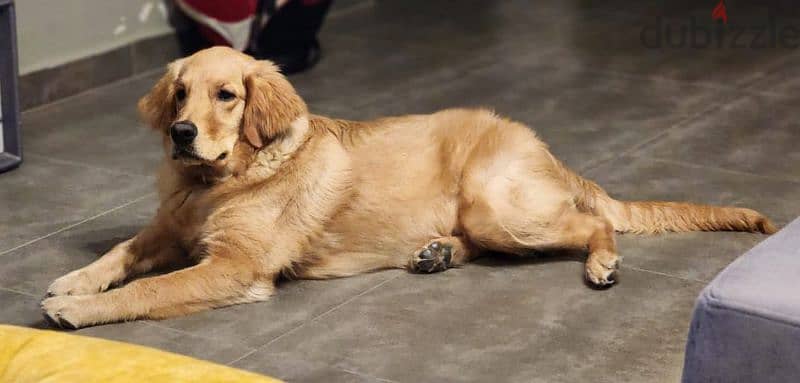 Golden retreiver pure for mating 1