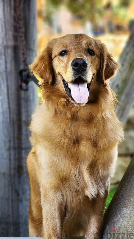 Golden retreiver pure for mating 2