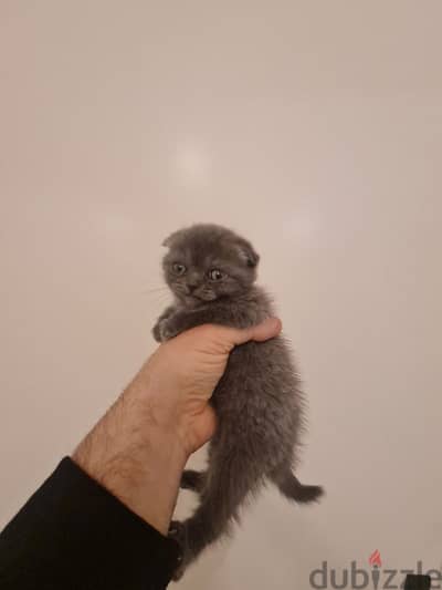 scottish fold pure