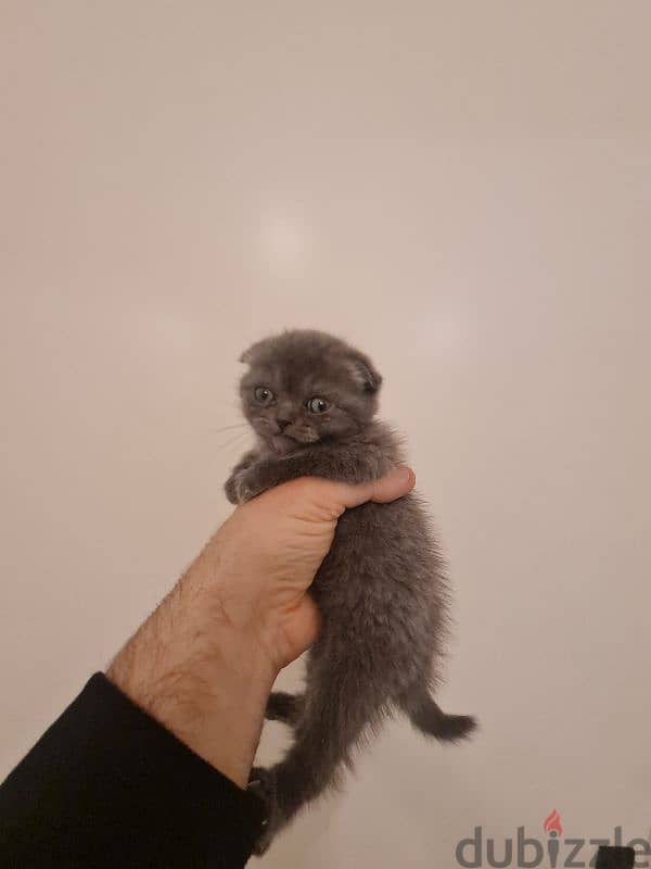 scottish fold pure 0