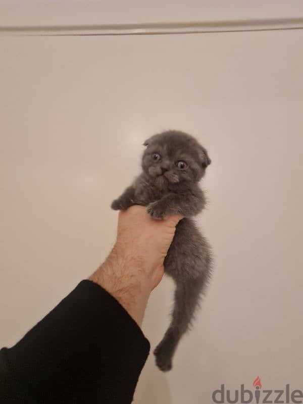 scottish fold pure 1