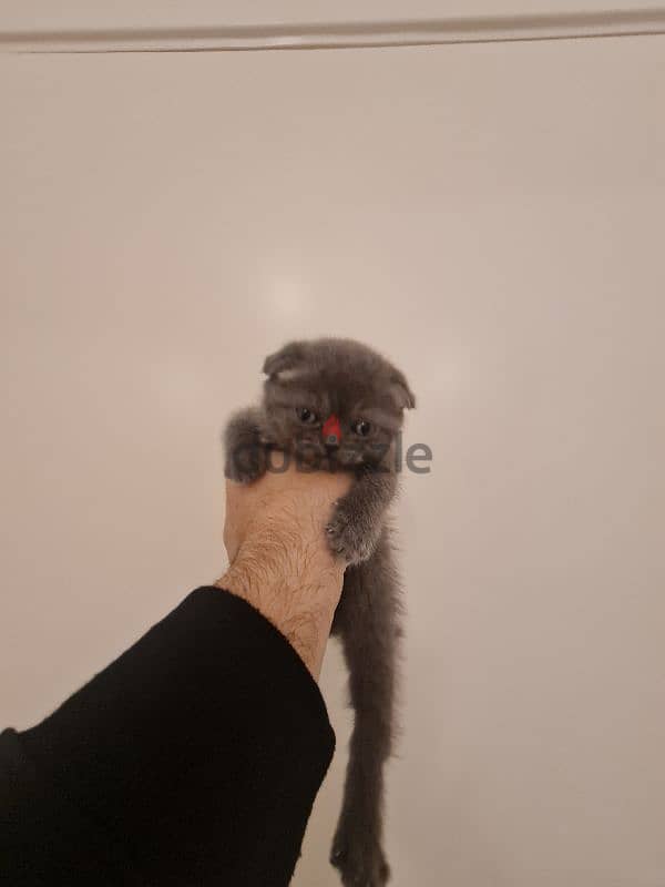 scottish fold pure 2