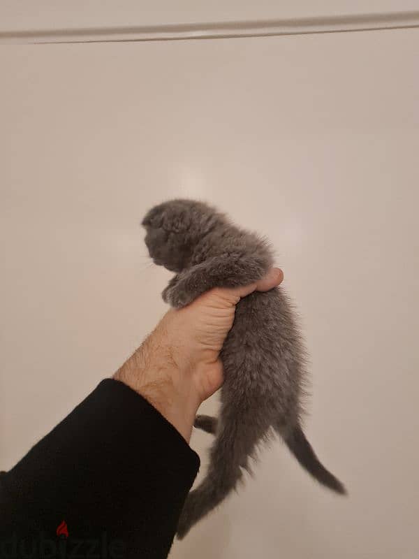 scottish fold pure 3