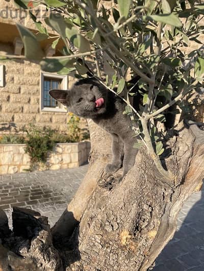 russian blue cat