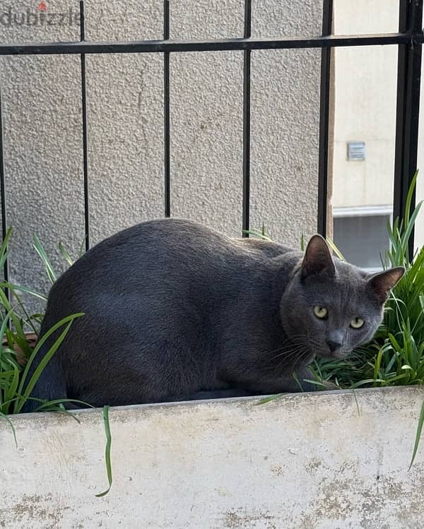 russian blue cat 1