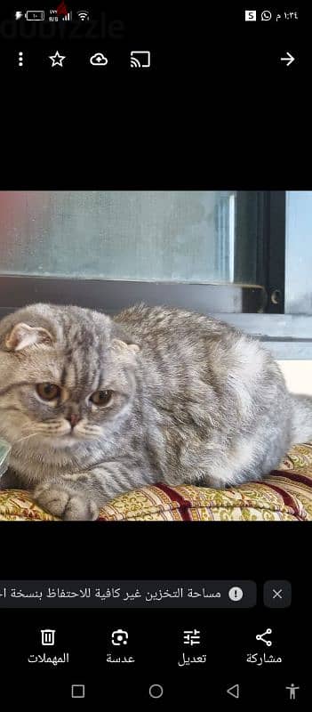 Scottish fold female 10 months