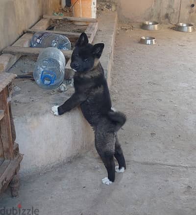 american akita