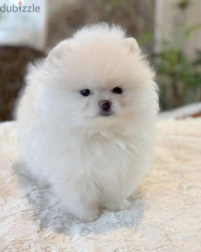 Pomeranian teacup