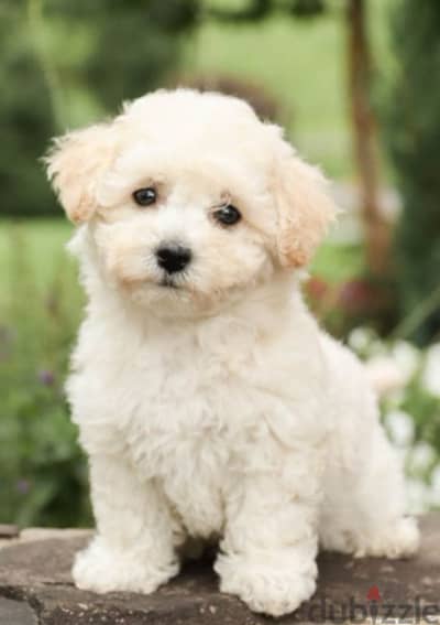 bichon maltase