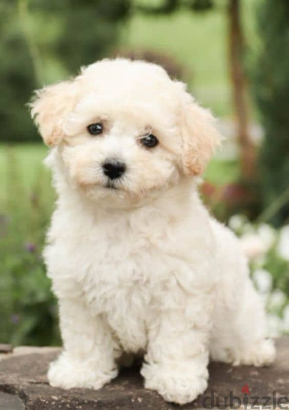 bichon maltase 0