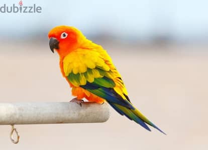 Sun Conure Parrot ببغاء صن كونيور