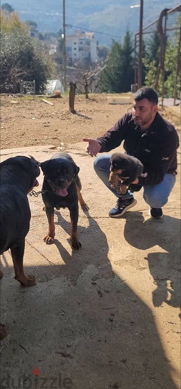 rottweiler Serbia blood champion 2