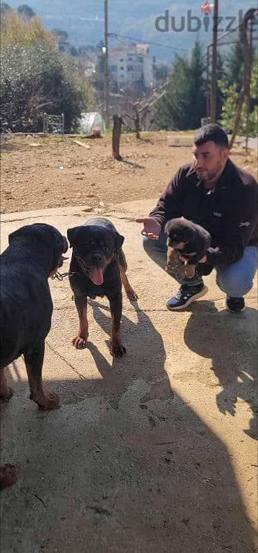 rottweiler Serbia blood champion 3