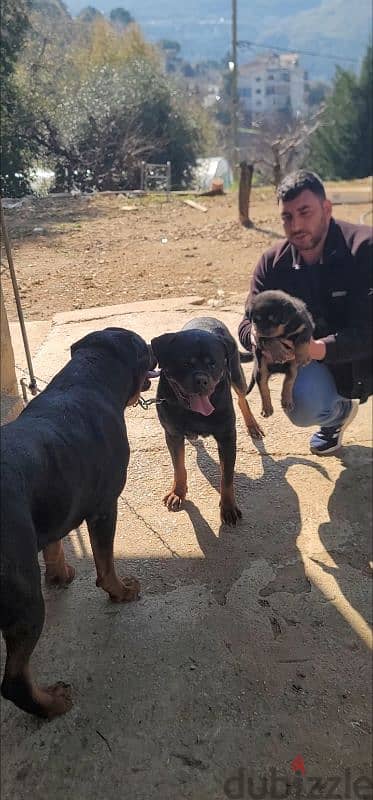 rottweiler Serbia blood champion 4