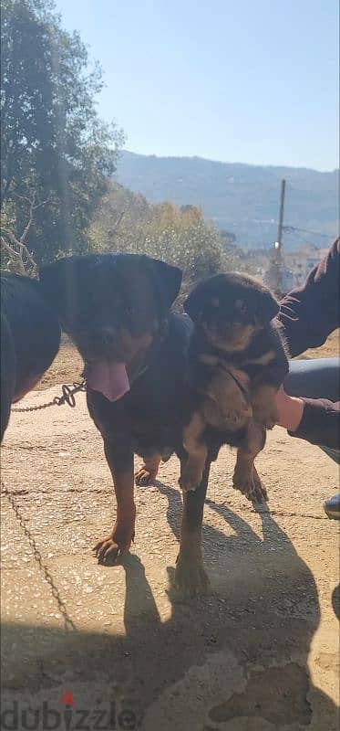 rottweiler Serbia blood champion 5