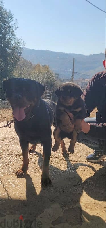 rottweiler Serbia blood champion 6