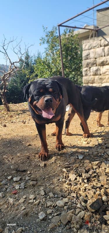 rottweiler Serbia blood champion 7