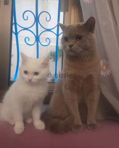 British Short hair & Turkish Angora Kitten Cats