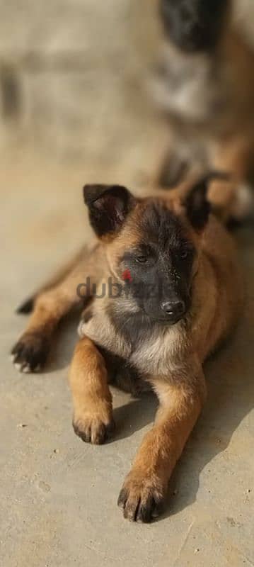 Malinois puppies for adoption 2