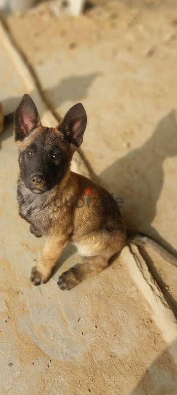 Malinois puppies for adoption 3