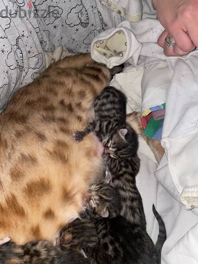 bengal cats