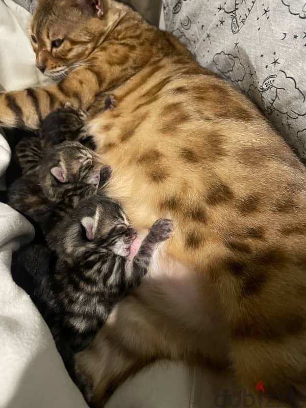 bengal cats 1