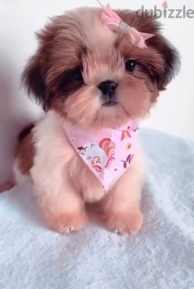 Shihtzu sweet cute pure puppy Dog Delivery كلب جرو