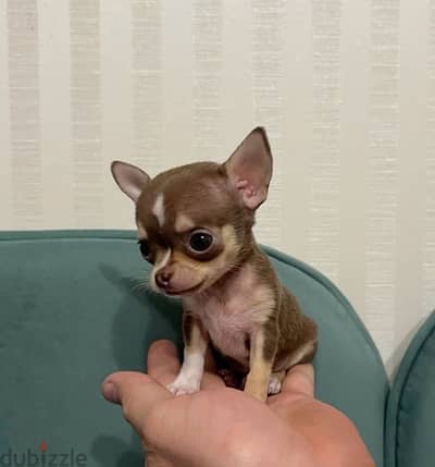 The one & only Mini Chihuahua has just landed! Playful, sweet & fun!