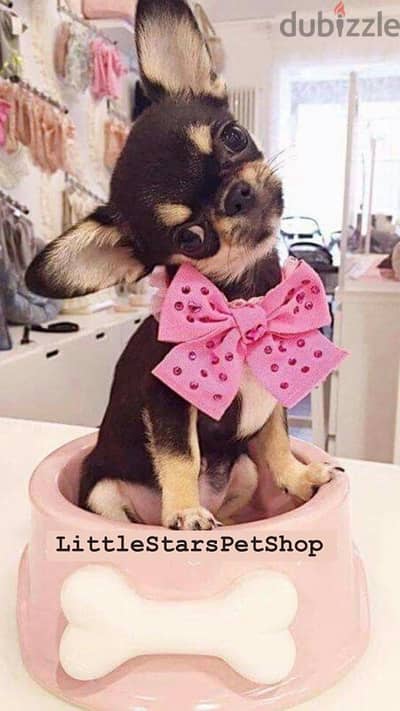 The one & only Mini Chihuahua has just landed! Playful,sweet& fun! كلب