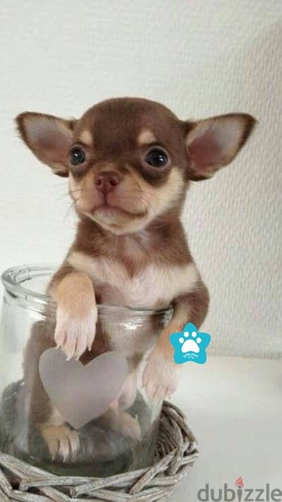 Cute Mini Chihuahua puppy Imported/ Delivery كلب