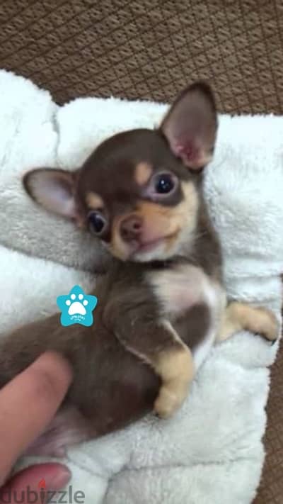 Cute adorable Chocolate & Tan Mini Chihuahua puppy IMPORTED كلب جرو