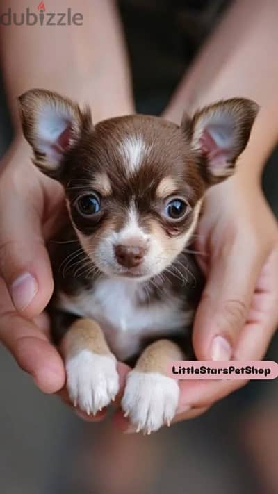 Cute & fun Chocolate & Tan Mini Chihuahua puppy IMPORTED كلب جرو