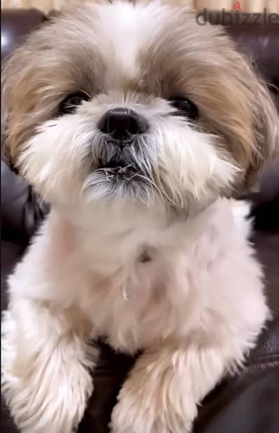 Fluffy& hypoallergenic Shih Tzu cute puppy Imported,delivery, dog كلاب