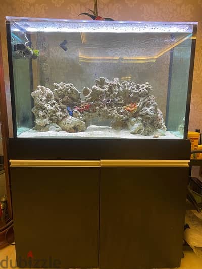 salt water fish tank aquarium