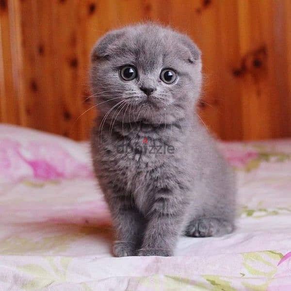 Beautiful Scottish Fold Kitten Available in Store/ cat قطط 0