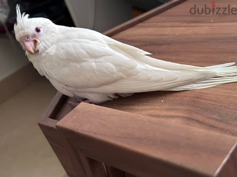 Cockatiel white - كروان البينو ابيض 1