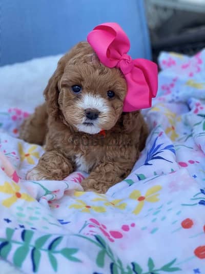 Adorable Mini Goldendoodle Puppy Available/ dog كلاب