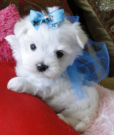 Sweet Mini Maltese Puppies Available in Store/ dog كلاب