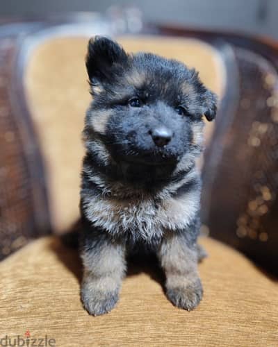 german shepherd long hair show line