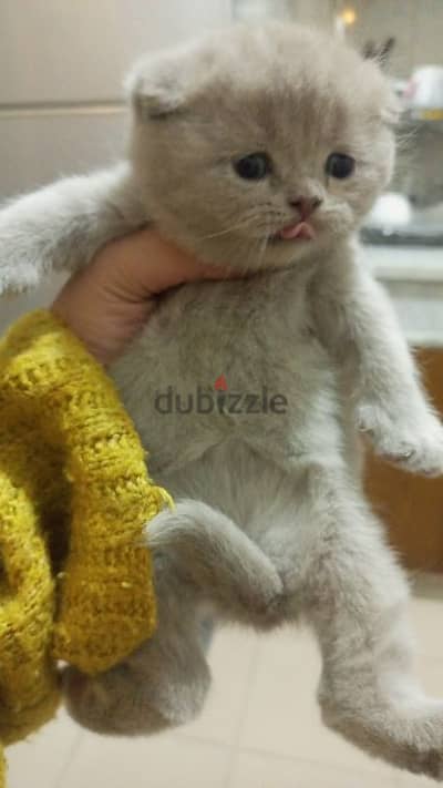 pure Scottish fold